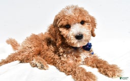 Mini Goldendoodle dogs for sale: Timmy - Image 2