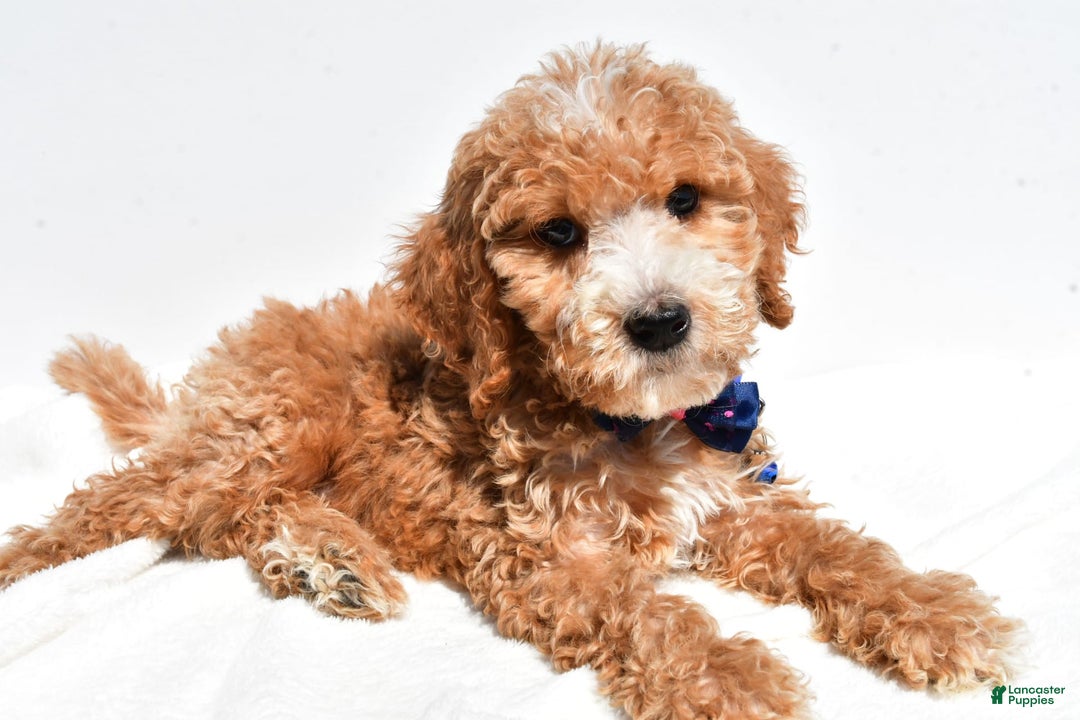 Mini Goldendoodle dogs for sale: Timmy - Image 2