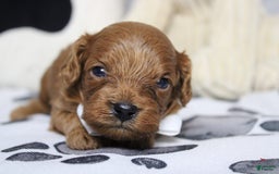 Cavapoo dogs for sale: Phoenix - Image 30