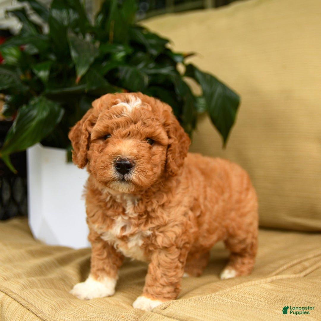 Mini Goldendoodle dogs for sale: Hershey - Image 2