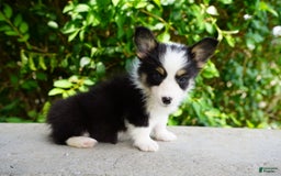 American Corgi dogs for sale: Ash - Image 3