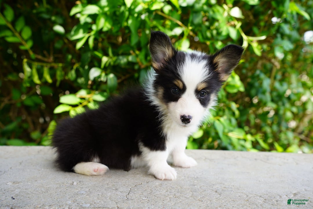 American Corgi dogs for sale: Ash - Image 3
