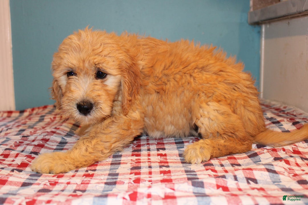  dogs for sale: Mini Goldendoodle 5 puppies - Image 22