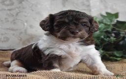 Cavapoo dogs for sale: Angie - Image 2