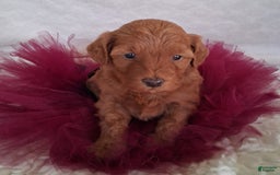 Mini Aussiedoodle dogs for sale: Ginger - Image 4