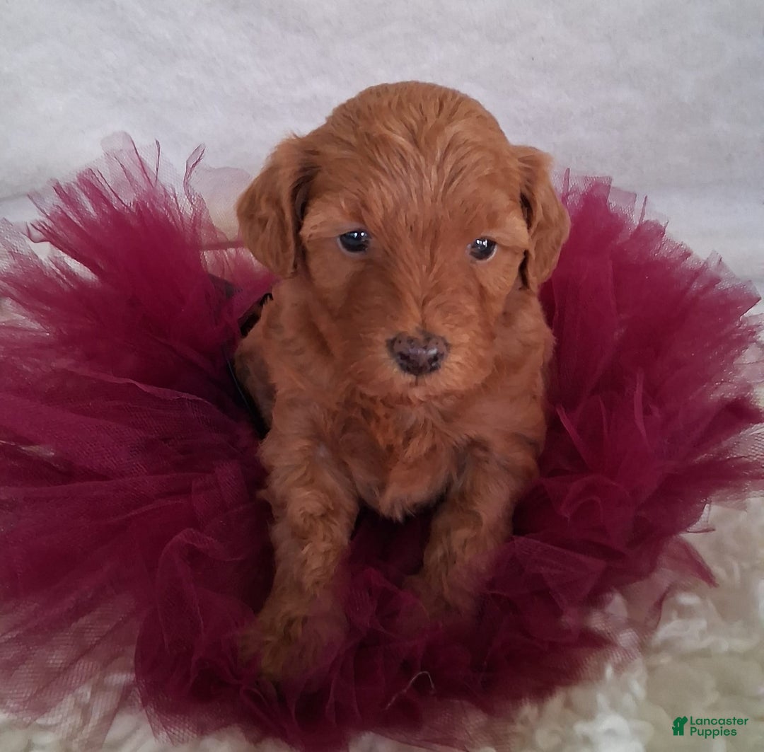 Mini Aussiedoodle dogs for sale: Ginger - Image 4