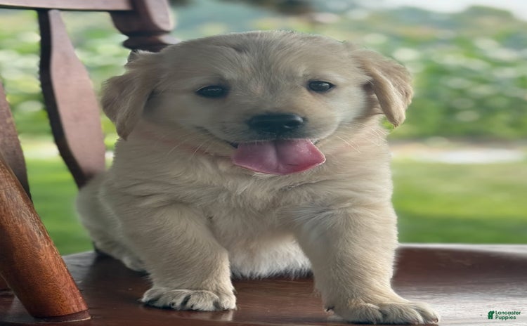 Golden Retriever dogs for sale - Ad 2