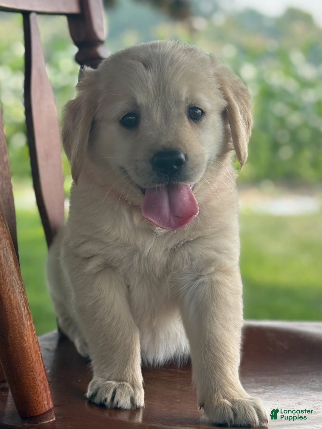 Golden Retriever dogs for sale: Joyful Jewel - Image 1