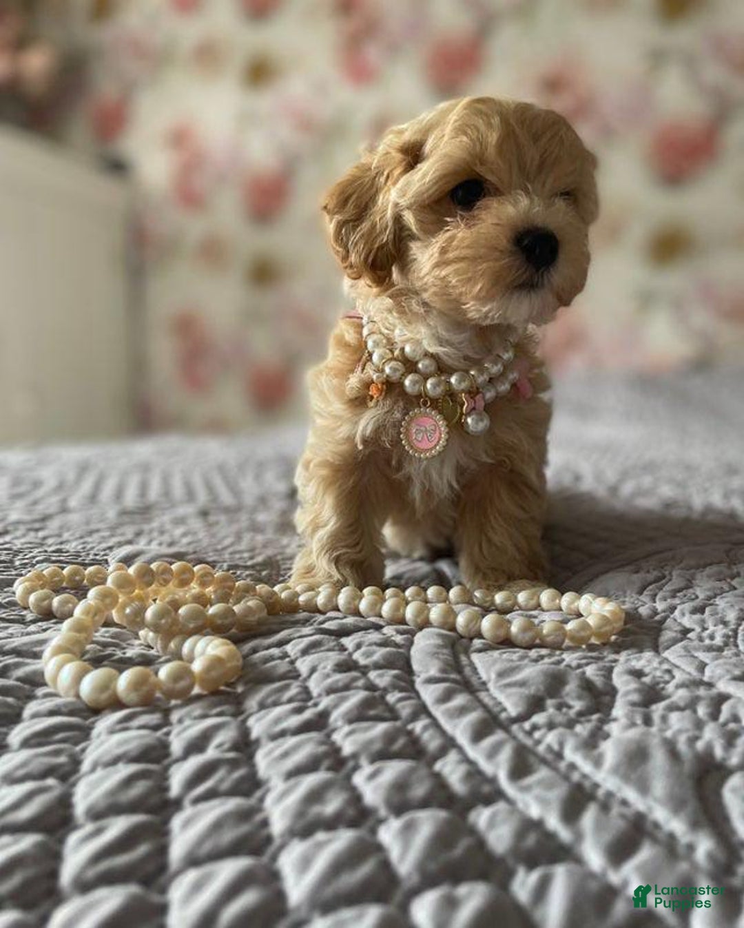 Maltipoo dogs for sale: Cindy - Image 3