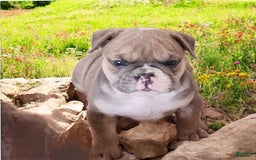 English Bulldog dogs for sale: Groucho - Image 12