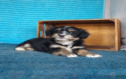 Havanese dogs for sale: Tucker - Image 3