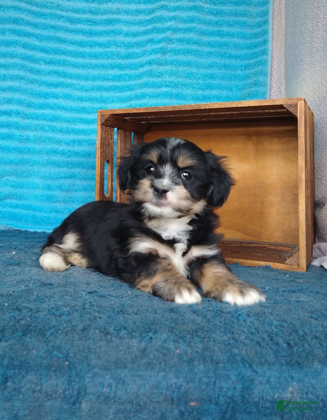 Havanese dogs for sale: Tucker - Image 3