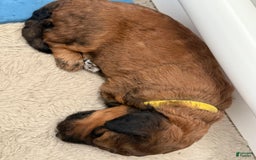 Bernedoodle dogs for sale: Yellow Collar Girl - Image 4