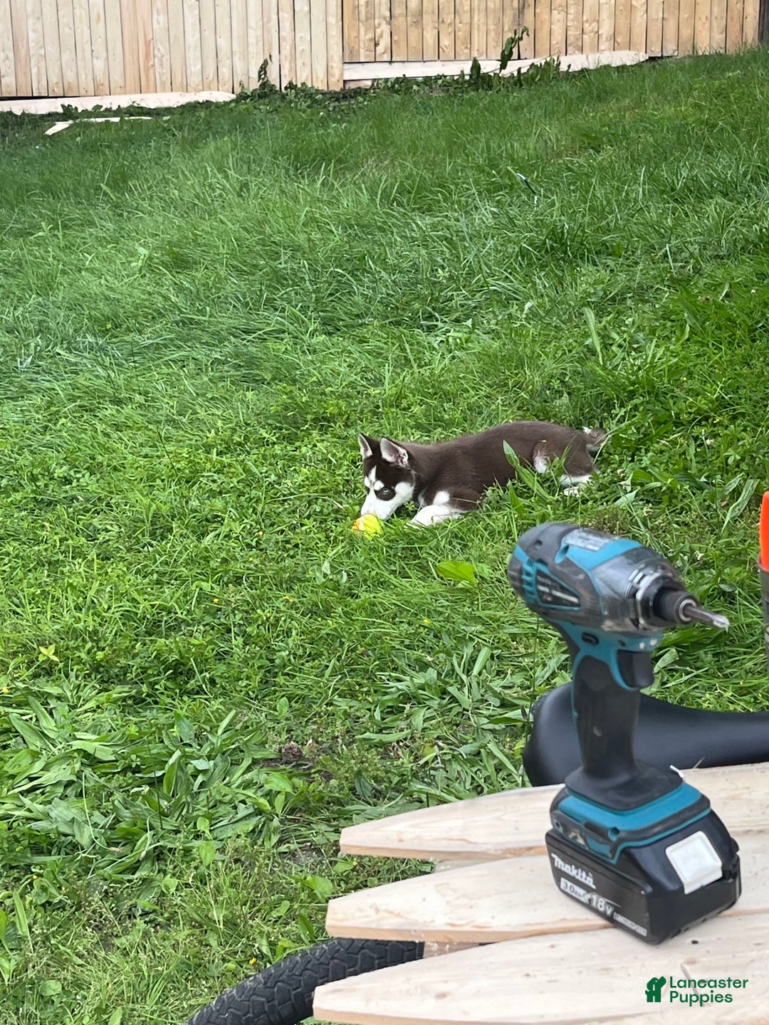 Siberian Husky dogs for sale: Niko - Image 2