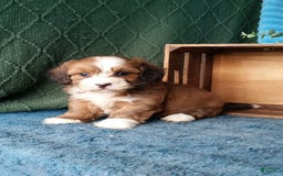 Havanese dogs for sale: Dylan - Image 6
