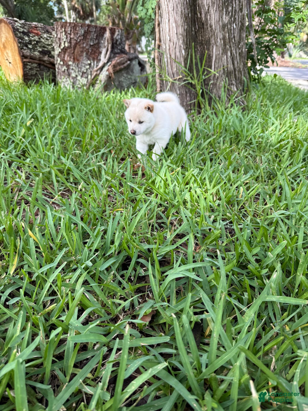 Shiba Inu dogs for sale: Aiko - Image 8