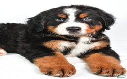 Bernese Mountain Dog dogs for sale: Bernese Mountain Dog 3 puppies - Image 10