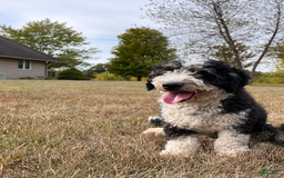 Mini Bernedoodle dogs for sale: Luke - Image 38