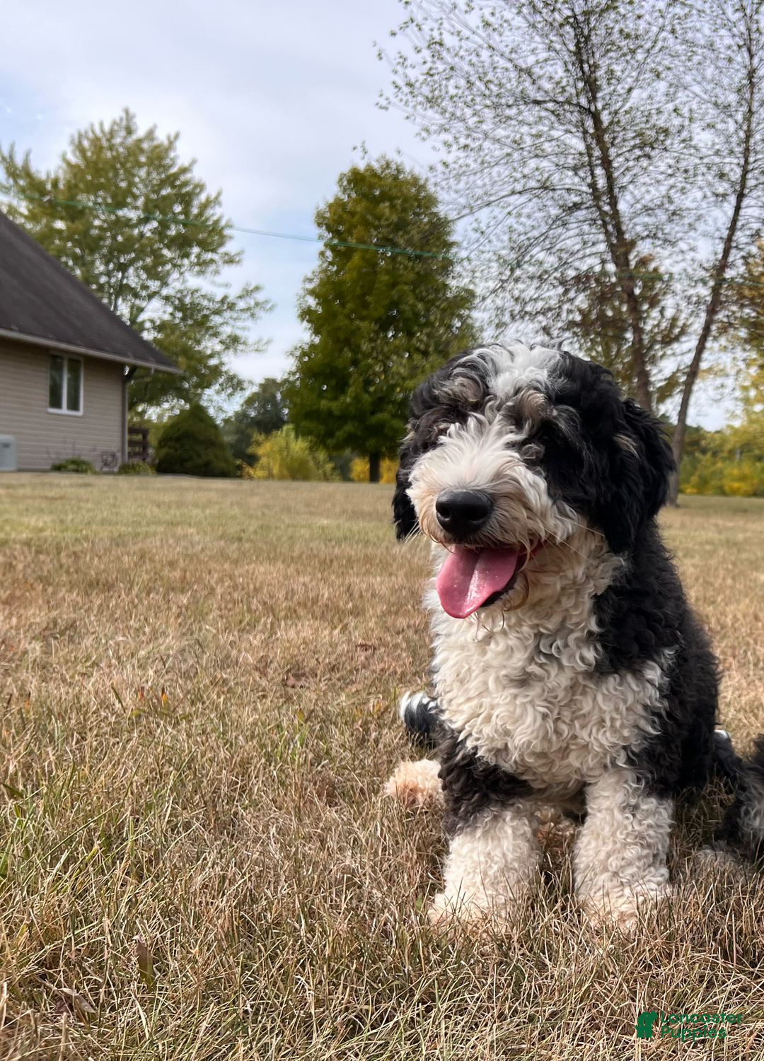 Mini Bernedoodle dogs for sale: Luke - Image 38