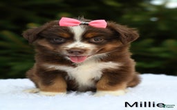 Miniature Australian Shepherd dogs for sale: Millie - Image 4