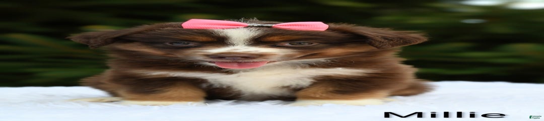Millie