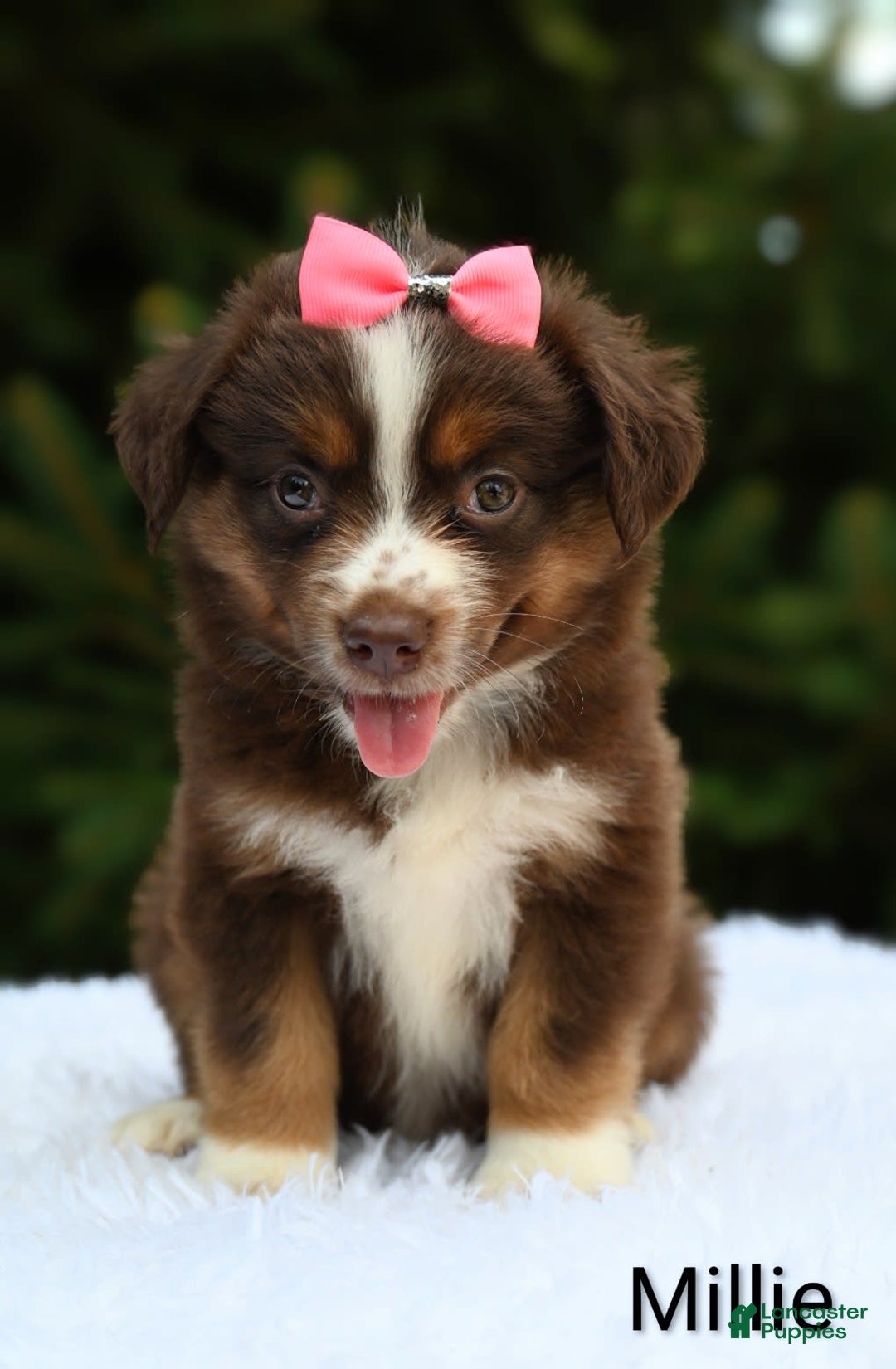 Miniature Australian Shepherd dogs for sale: Millie - Image 4
