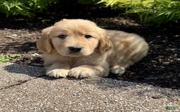 Golden Retriever dogs for sale: Forest - Image 9