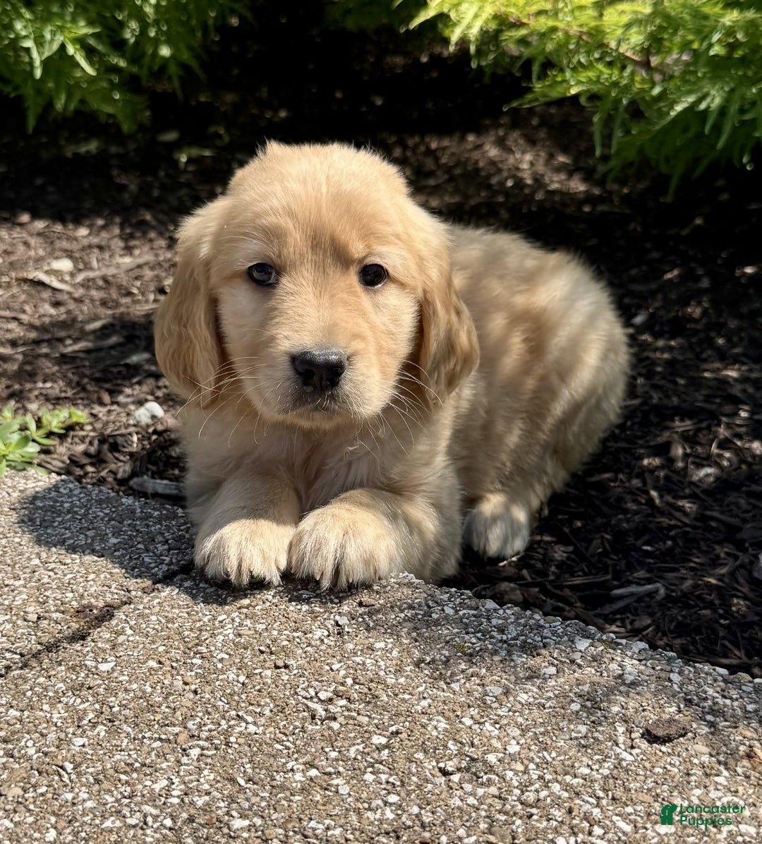 Golden Retriever dogs for sale: Forest - Image 9