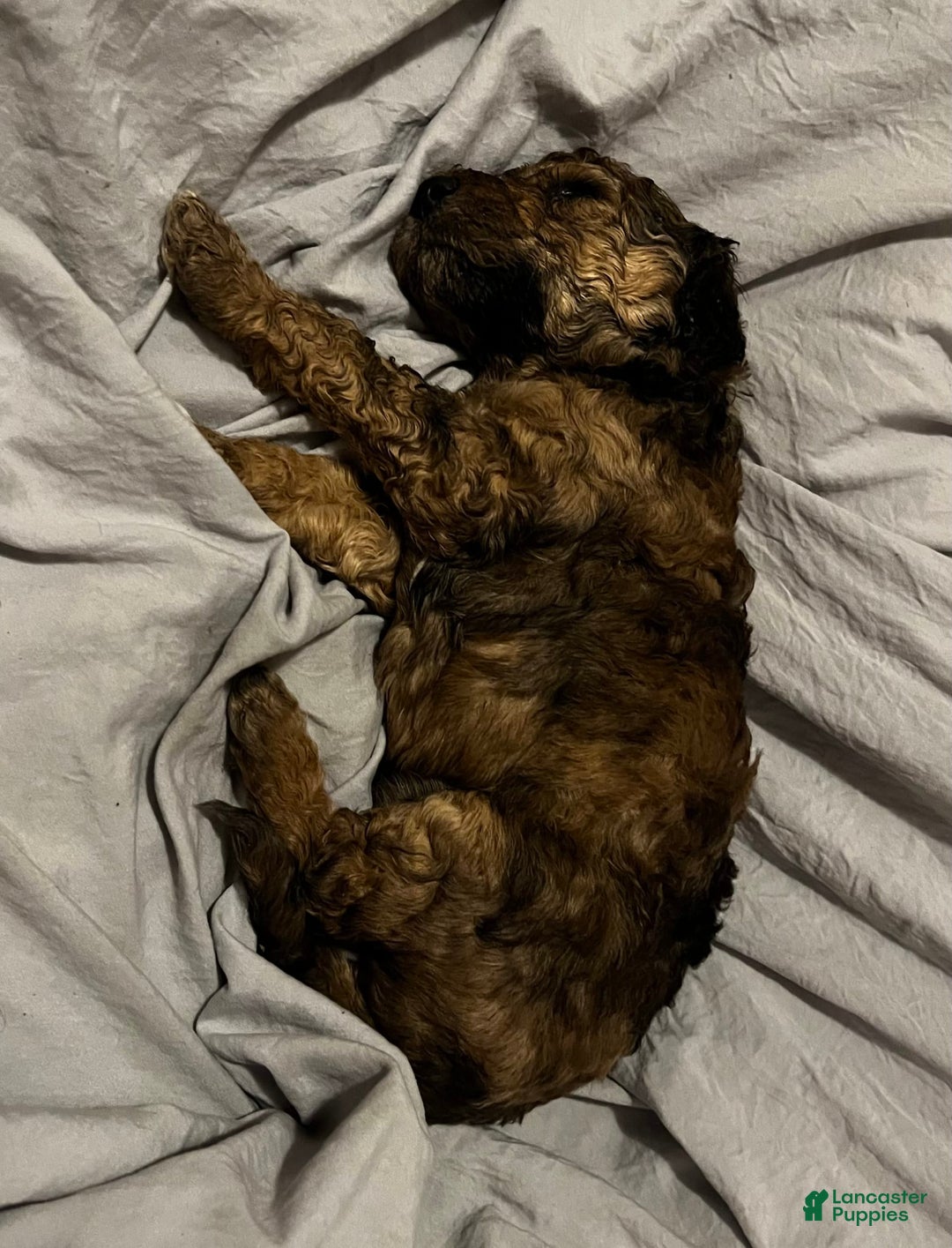Standard Poodle dogs for sale: Alda - Image 10