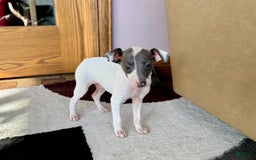 Italian Greyhound dogs for sale: Jace - Image 1