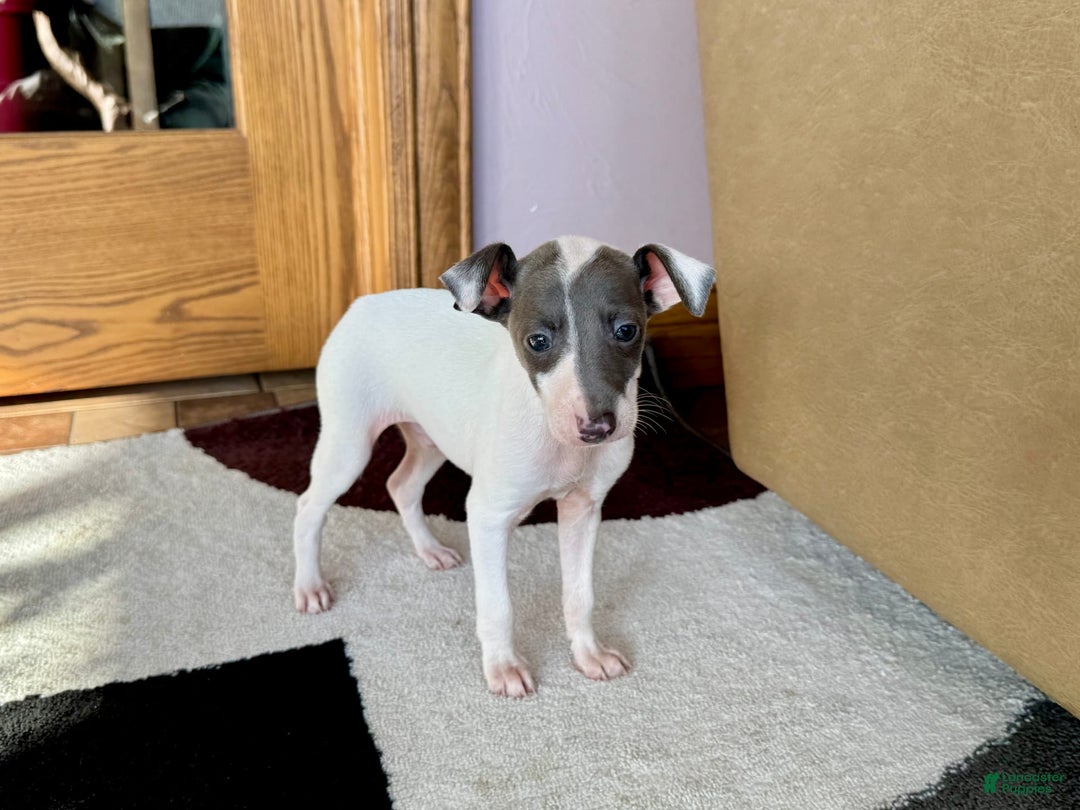 Italian Greyhound dogs for sale: Jace - Image 1