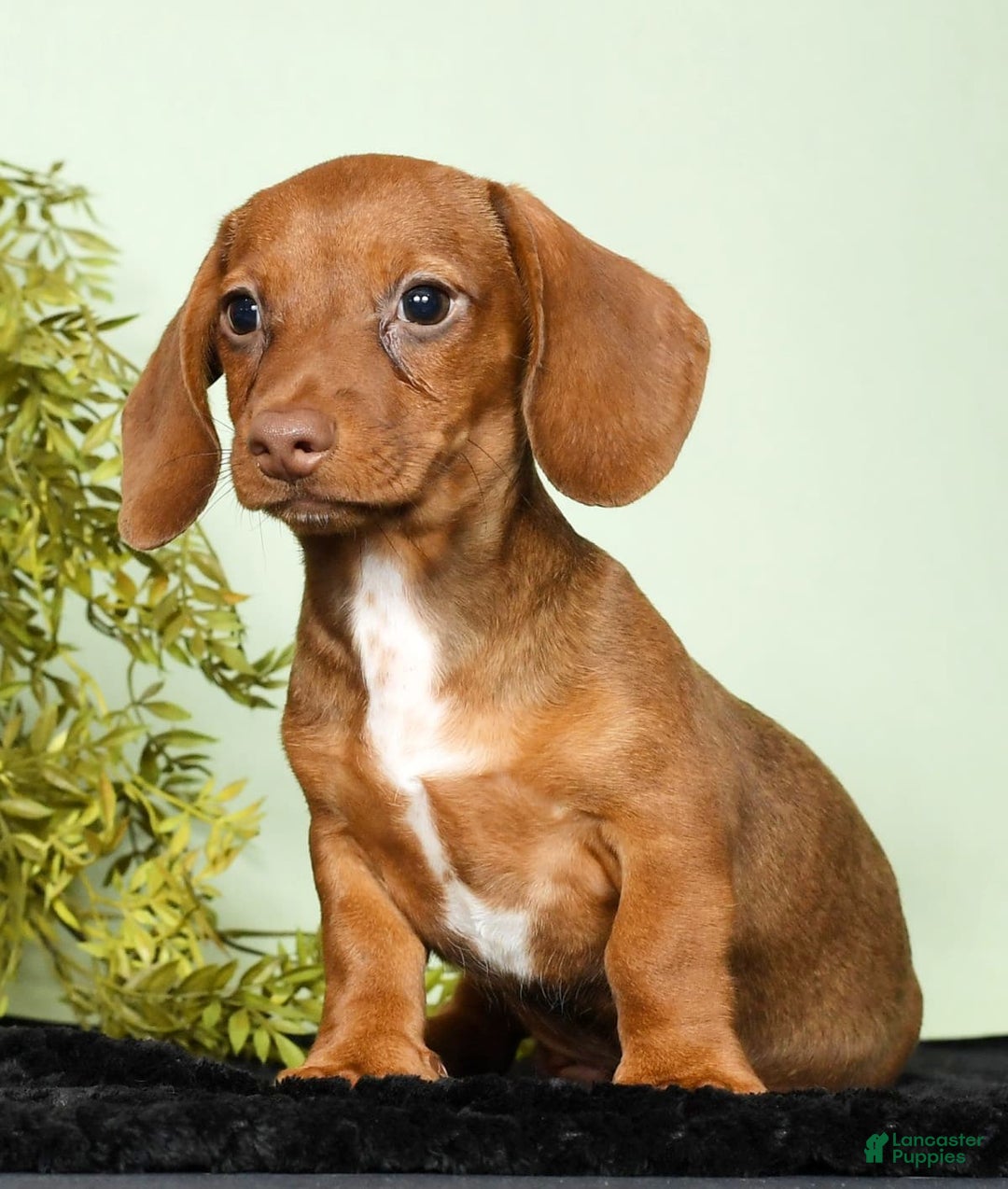 Miniature Dachshund dogs for sale: Diana - Image 3