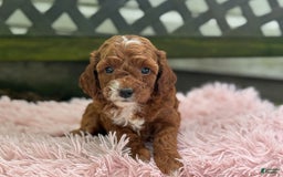 Cavapoo dogs for sale: Bella - Image 4
