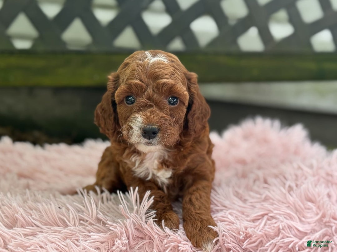 Cavapoo dogs for sale: Bella - Image 4
