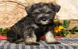 Miniature Schnauzer dogs for sale: Tinker - Image 2