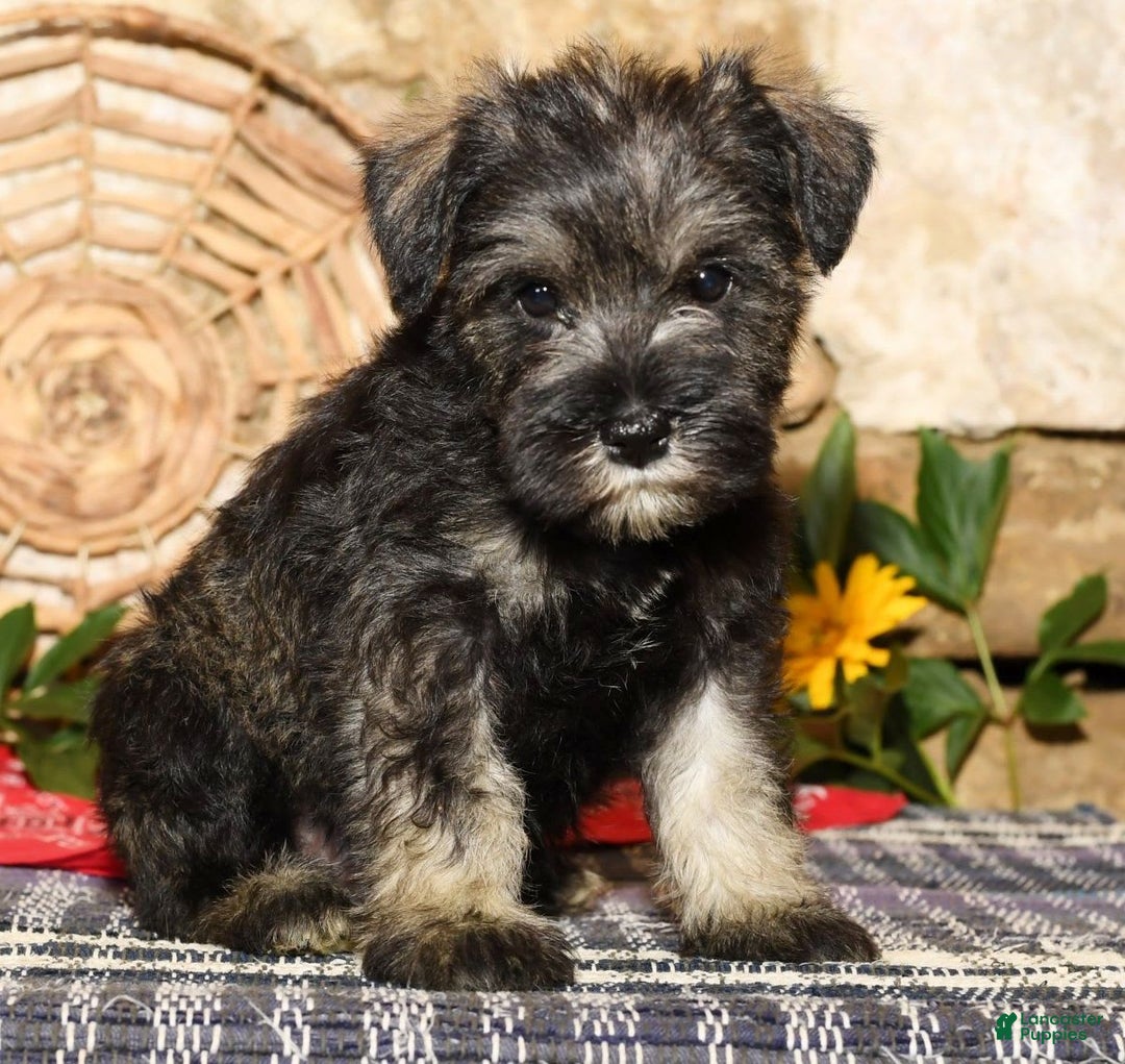 Miniature Schnauzer dogs for sale: Tinker - Image 2