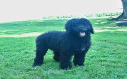 Standard Poodle dogs for sale: Archer - Image 7