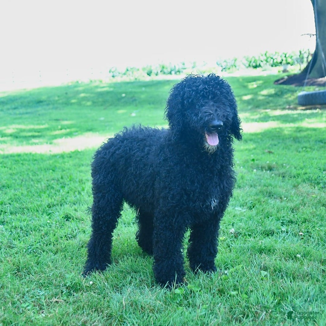 Standard Poodle dogs for sale: Archer - Image 7