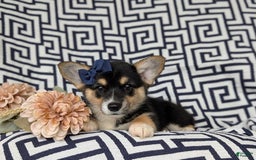 Welsh Corgi Pembroke dogs for sale: Kandis - Image 5