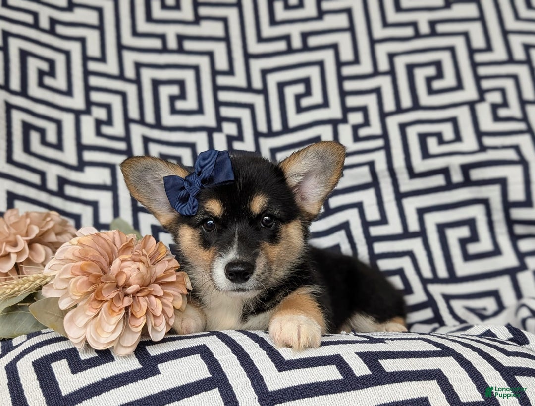 Welsh Corgi Pembroke dogs for sale: Kandis - Image 5