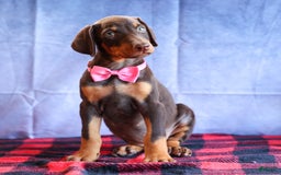 Doberman Pinscher dogs for sale: Dakota - Image 10