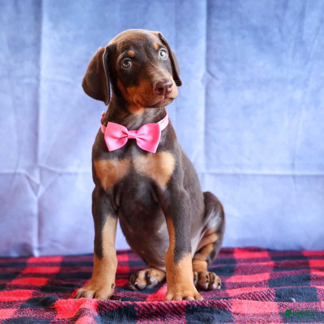 Doberman Pinscher dogs for sale: Dakota - Image 10