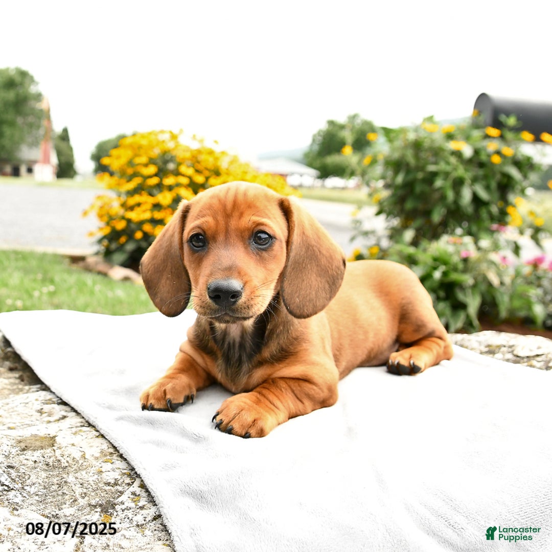 Miniature Dachshund dogs for sale: Champ - Image 1