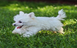 Maltese dogs for sale: Ash - Image 3