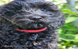 Cockapoo dogs for sale: Caso - Image 3