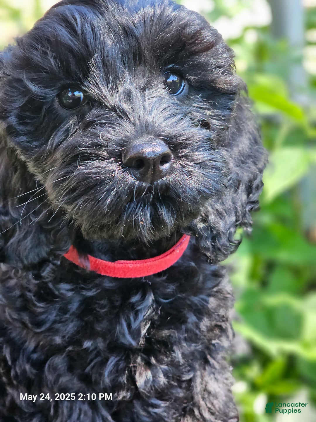 Cockapoo dogs for sale: Caso - Image 3