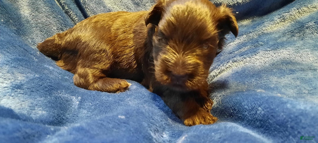 Miniature Schnauzer dogs for sale: Girl2 - Image 6