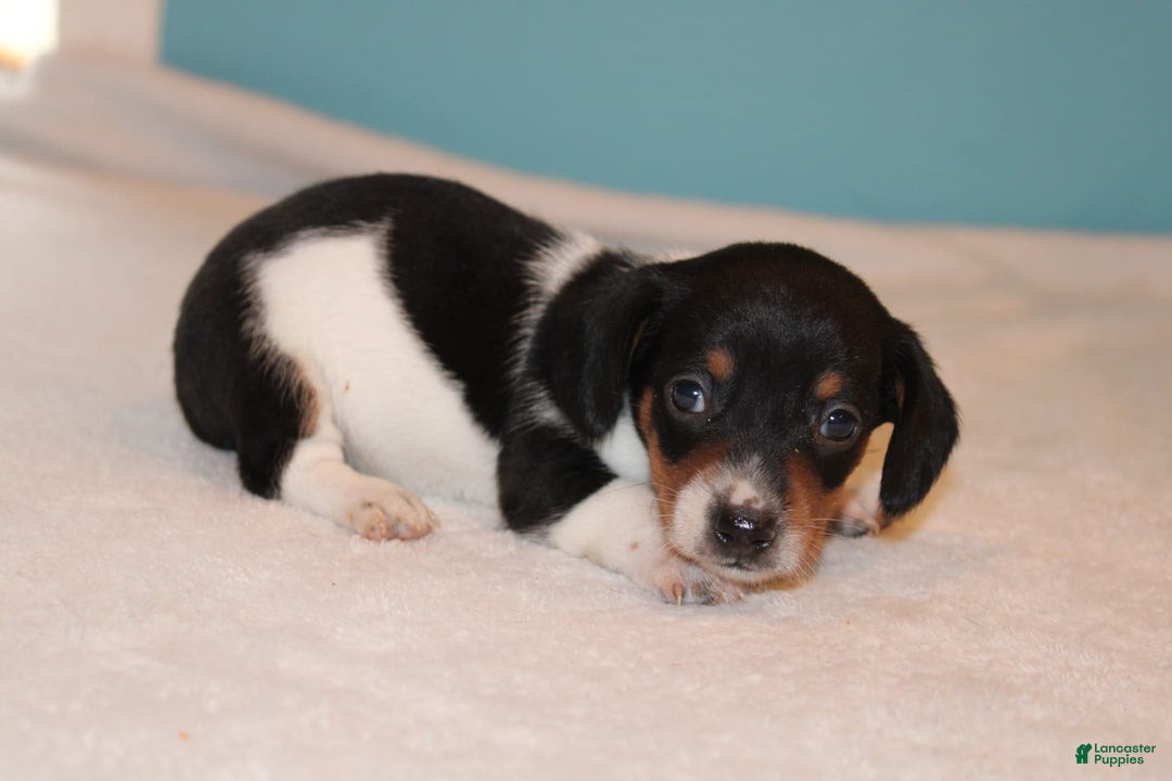 Miniature Dachshund dogs for sale: Chloe Mini - Image 16