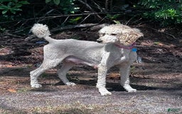 Standard Poodle dogs for sale: George Jefferson - Image 17