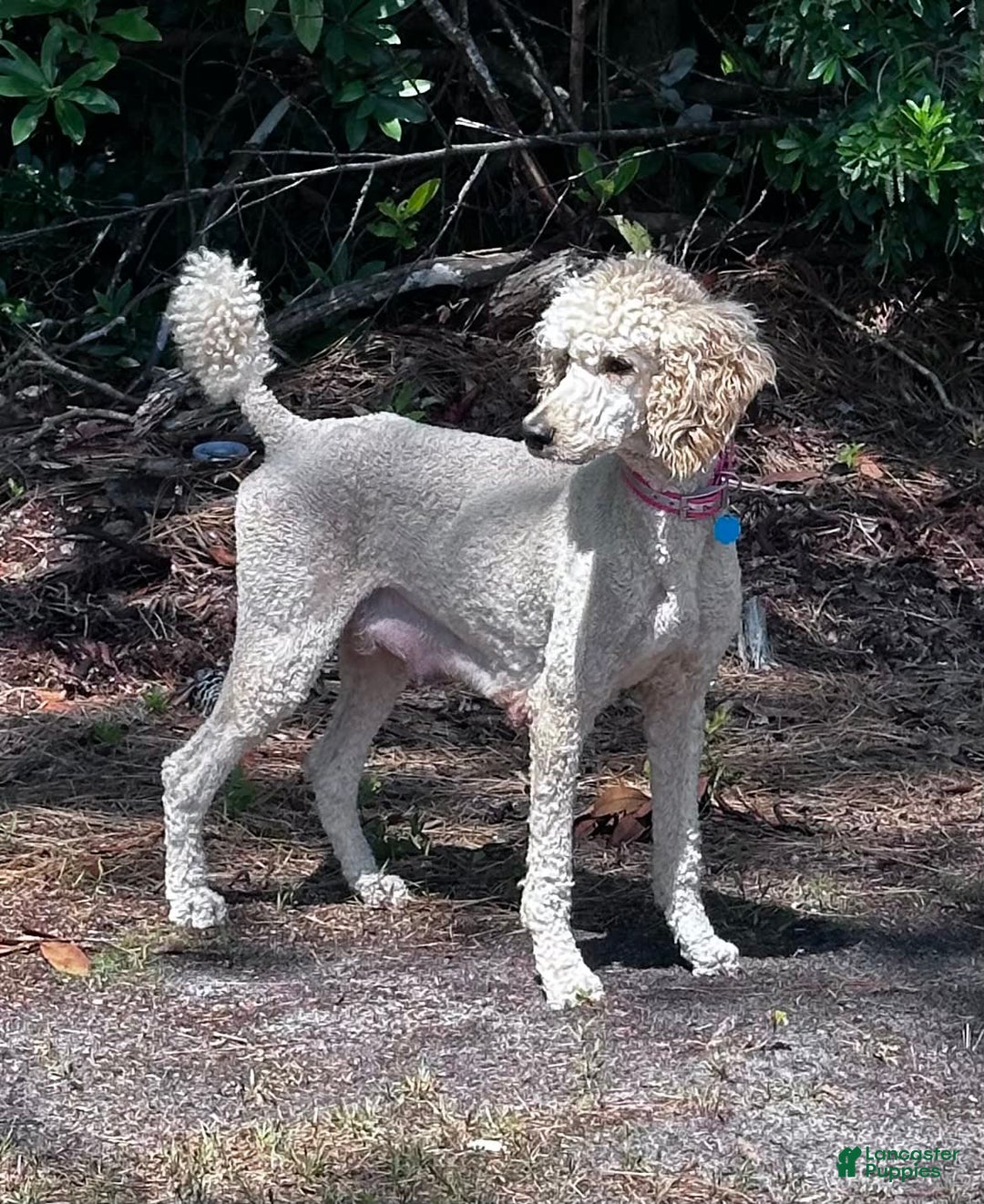 Standard Poodle dogs for sale: George Jefferson - Image 17